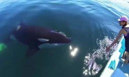 蓝鲸视频,揭秘海洋生物的神秘世界